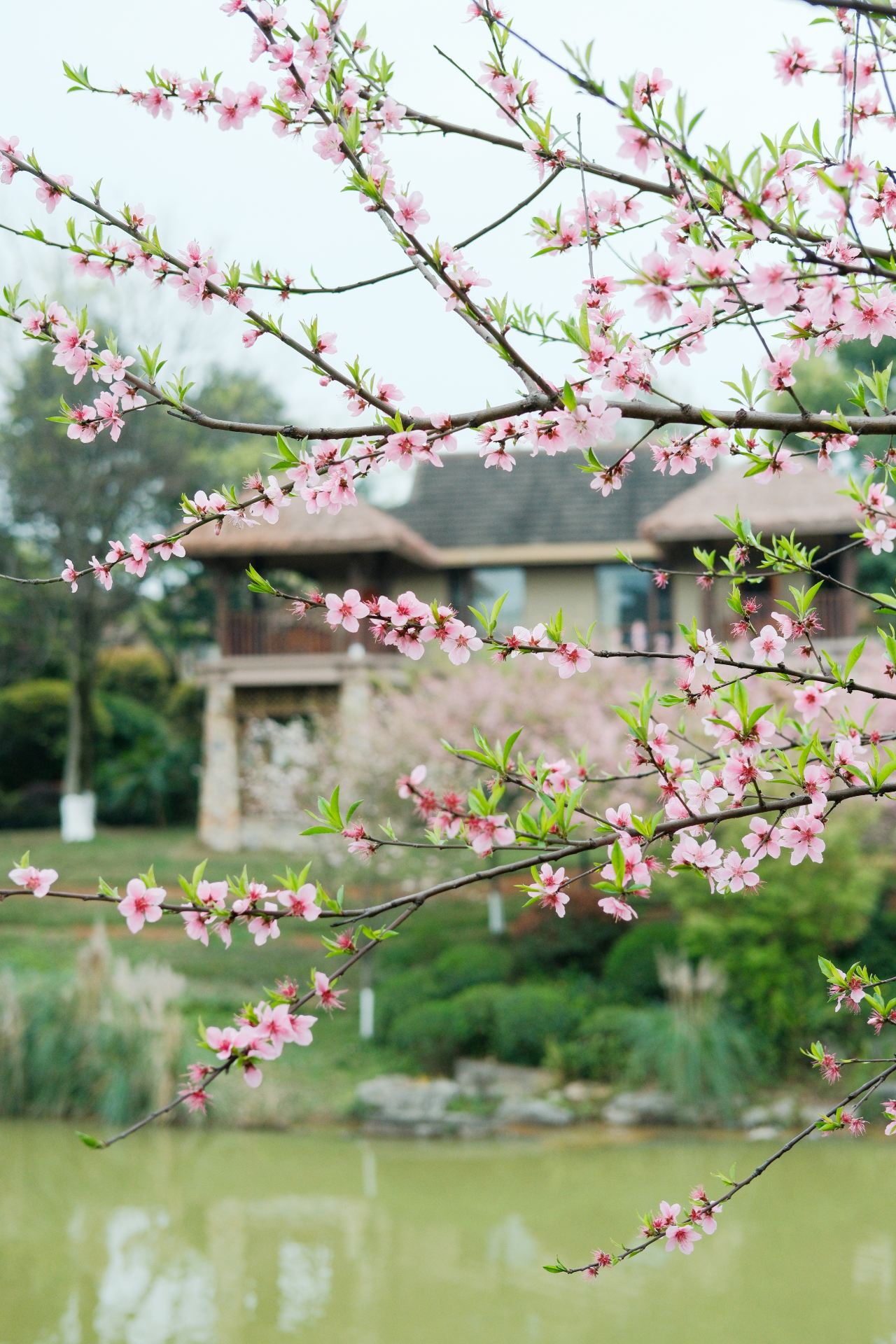 Deluxe Lake View Pavilion Villa