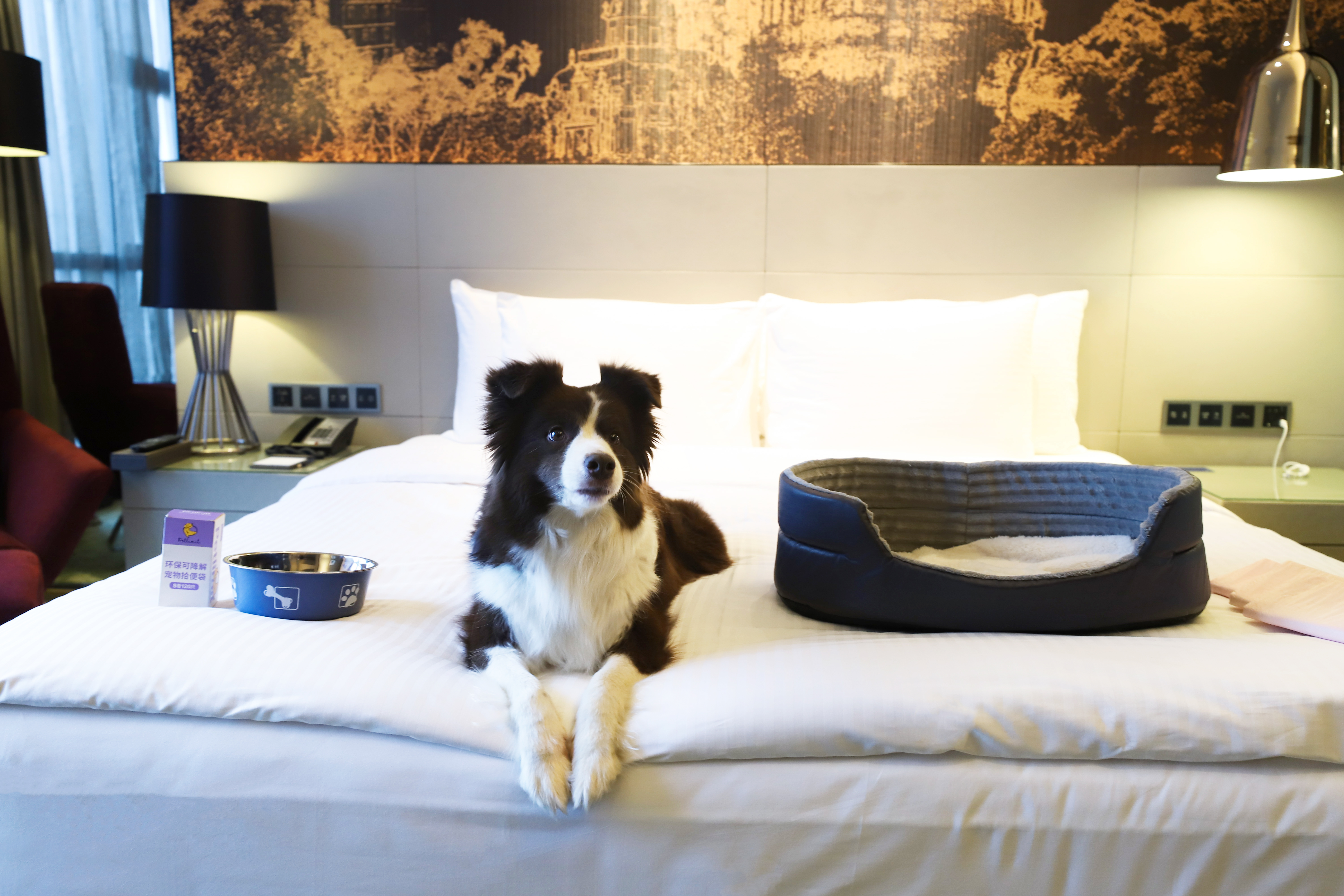 萌宠大床房（毛孩子睡窝+宠物用品）