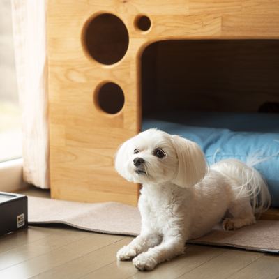 로얄룸 펫객실(34평) + 사계절 온수풀 & 사우나 (4인) + 키즈플레이라운지 휘닉스 제주 섭지 코지 쿠폰