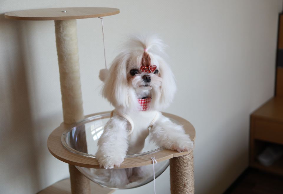 寵物友好 | 豪華大床房