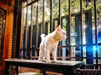 WOOD WOOD HOSTEL