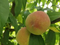 Macheng fulingwo health farm Hotele w: Macheng
