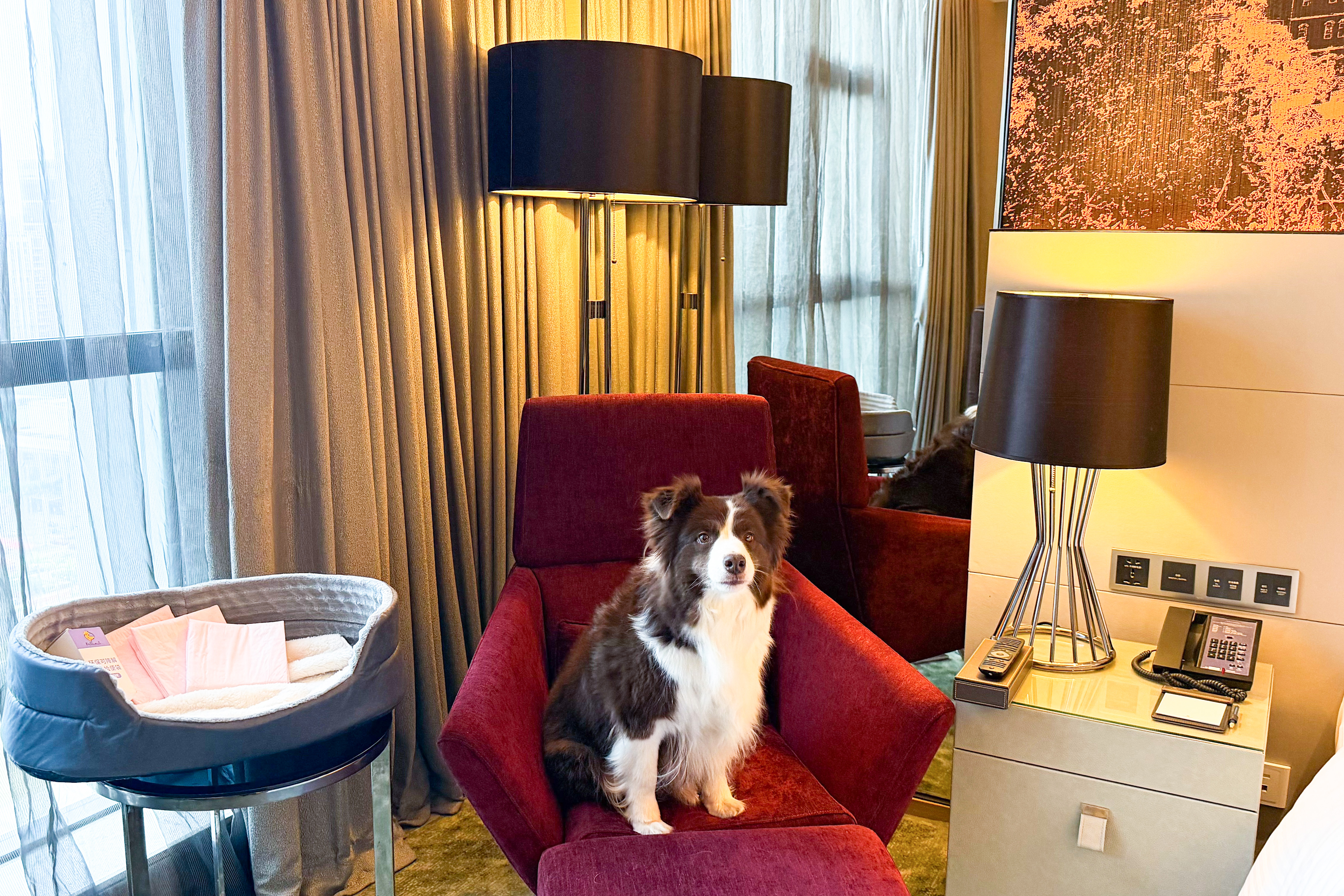 萌宠大床房（毛孩子睡窝+宠物用品）