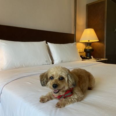 寵物狗房 惠州康帝國際酒店優惠