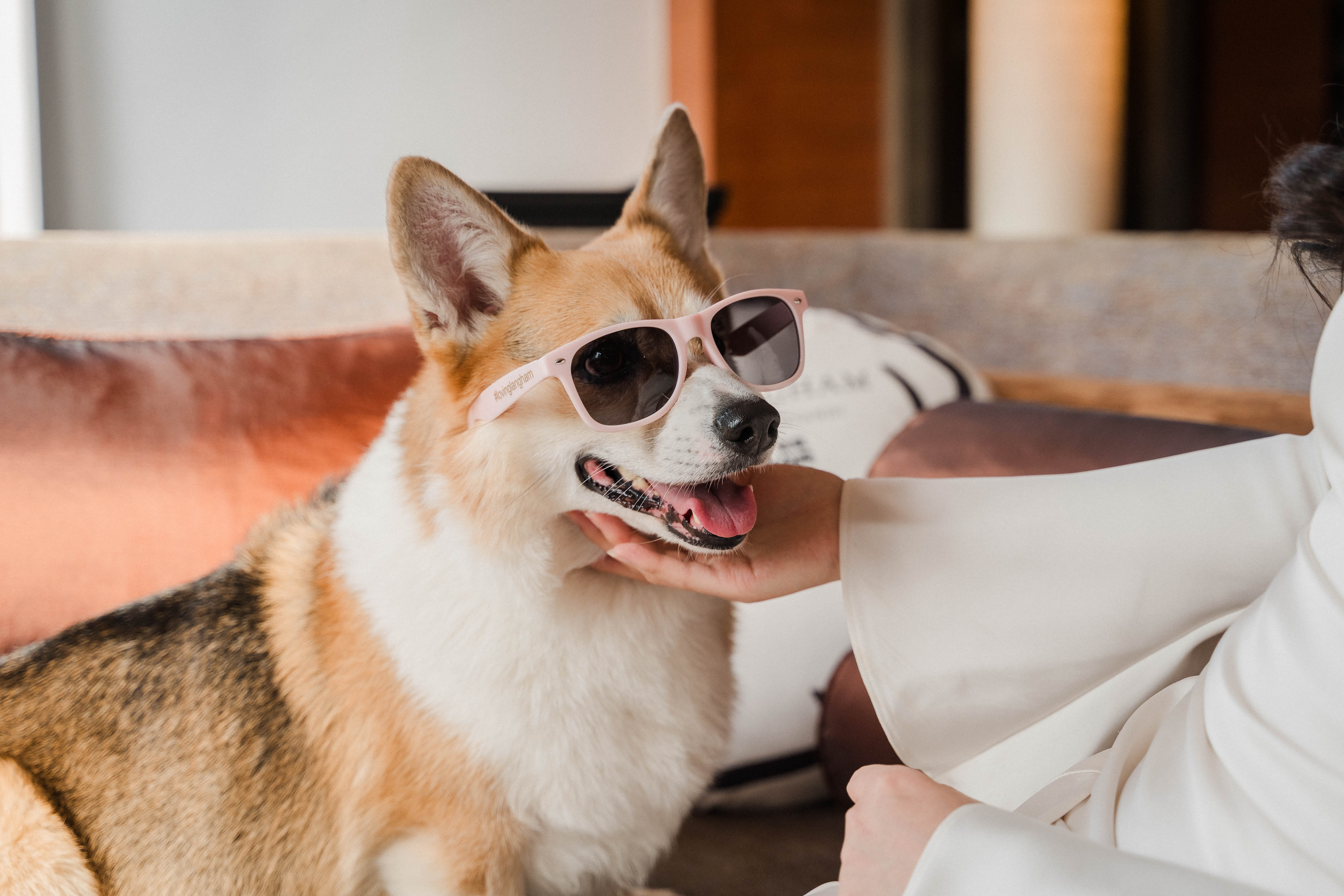 宠物友好行政单卧套房