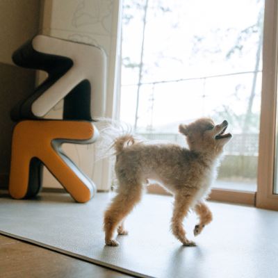 山崗寵物房 一號高公寓優惠