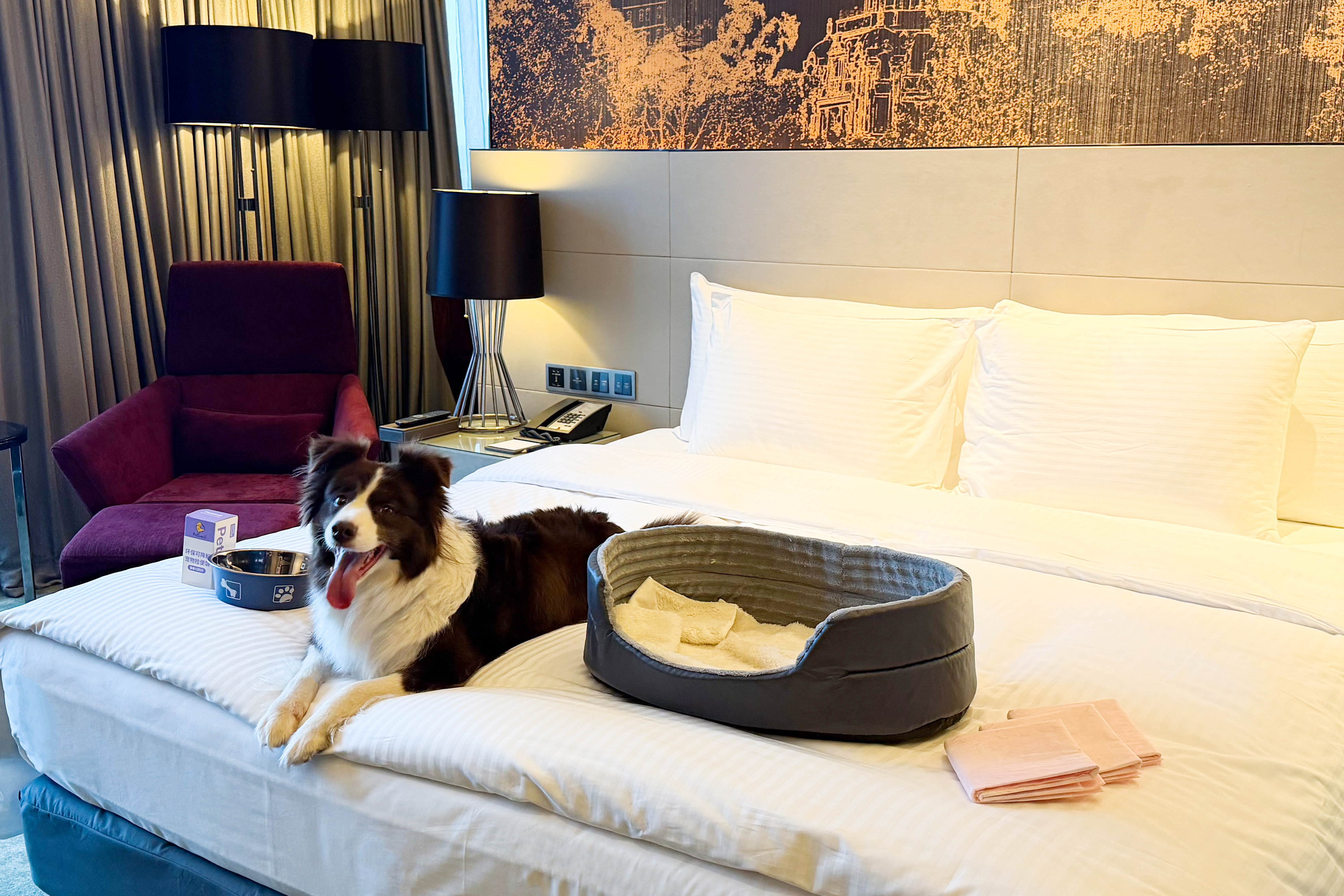 萌宠大床房（毛孩子睡窝+宠物用品）