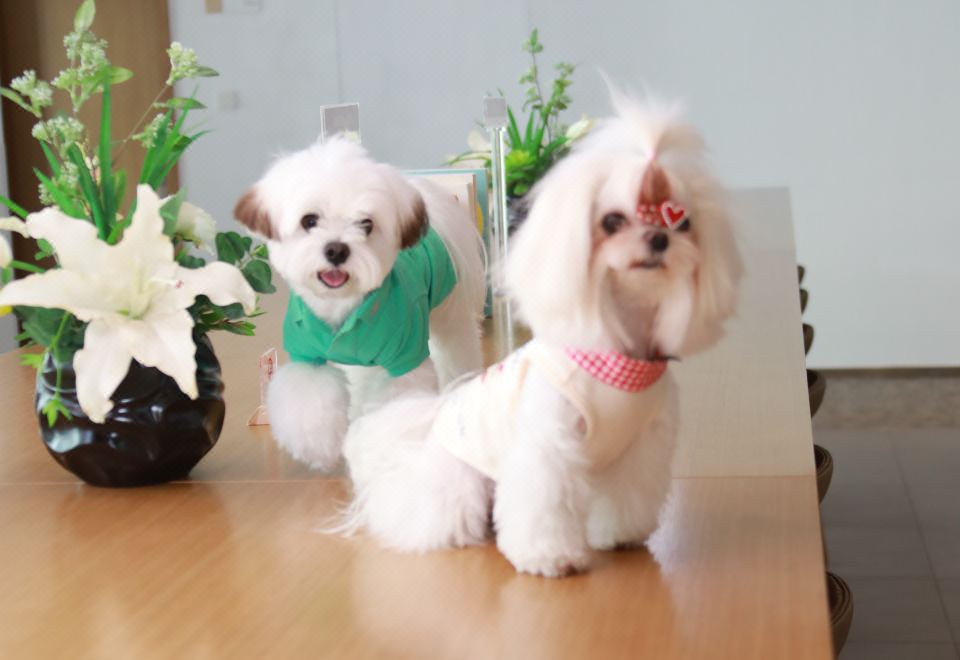 寵物友好 | 豪華雙床房