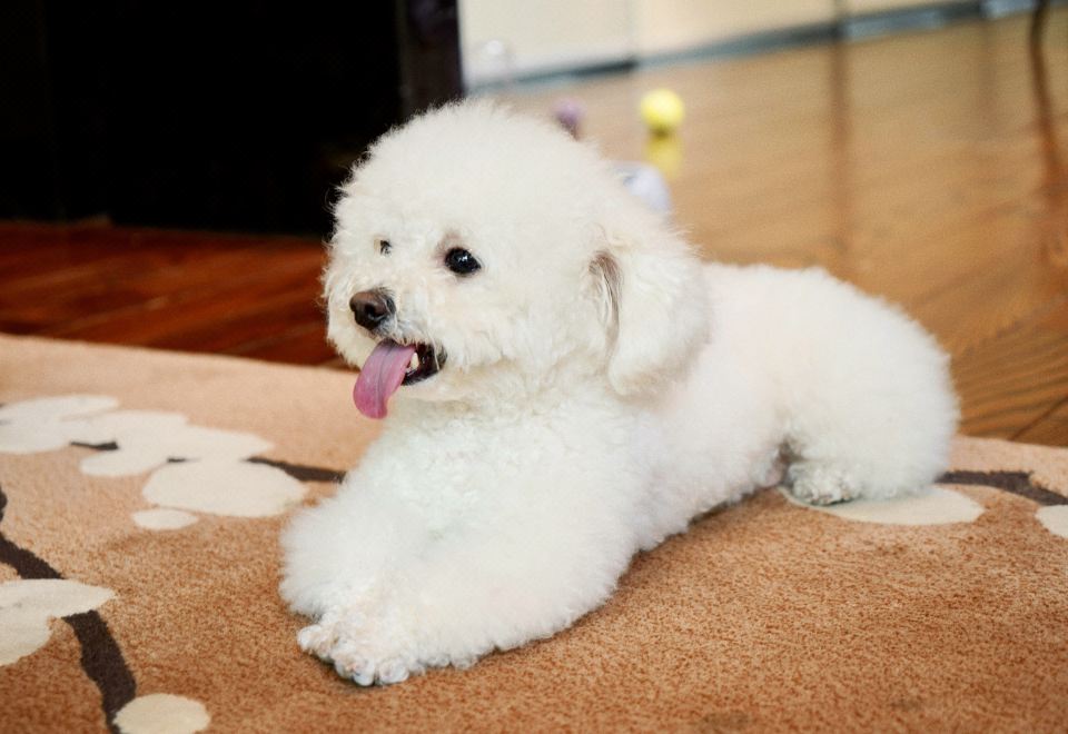 寵物友好單臥別墅