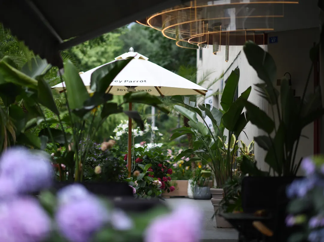 Grey Parrot Hotels - Chengdu