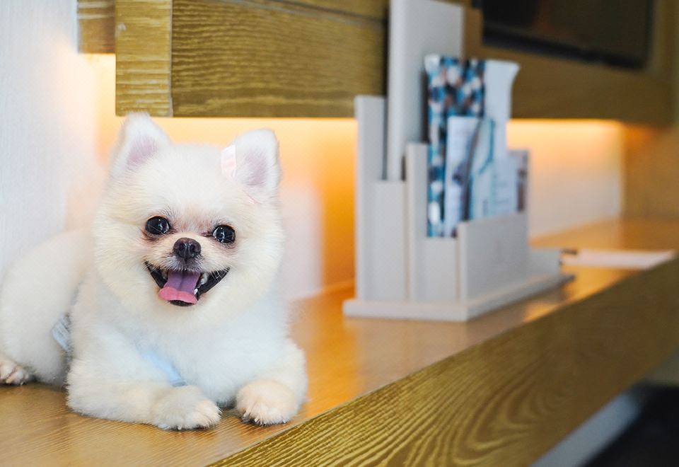 景观庭院双床房-宠物友好