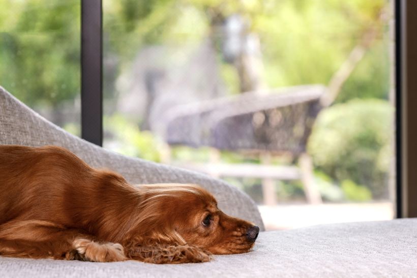 萌汪庭院雙床房