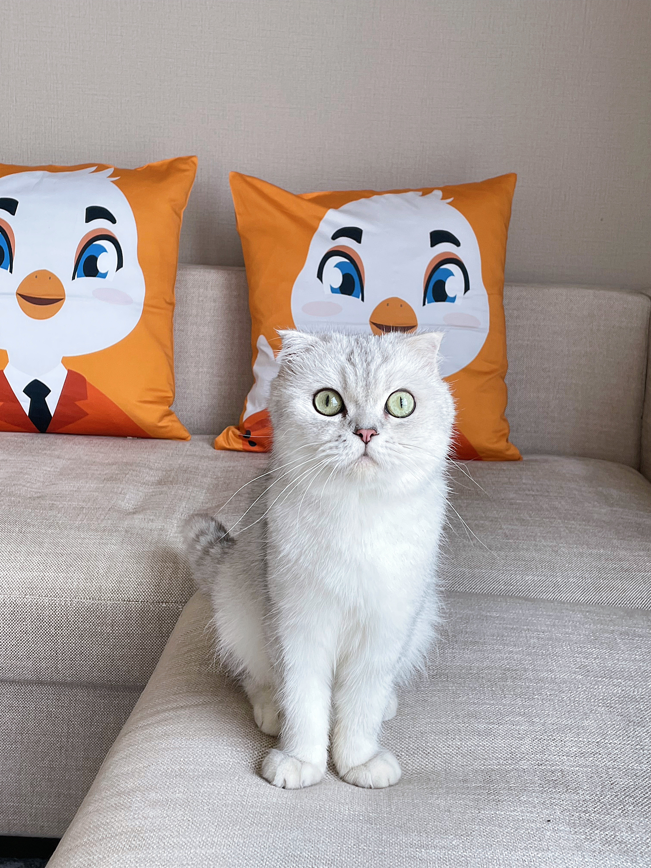 琥珀全江景-宠物房