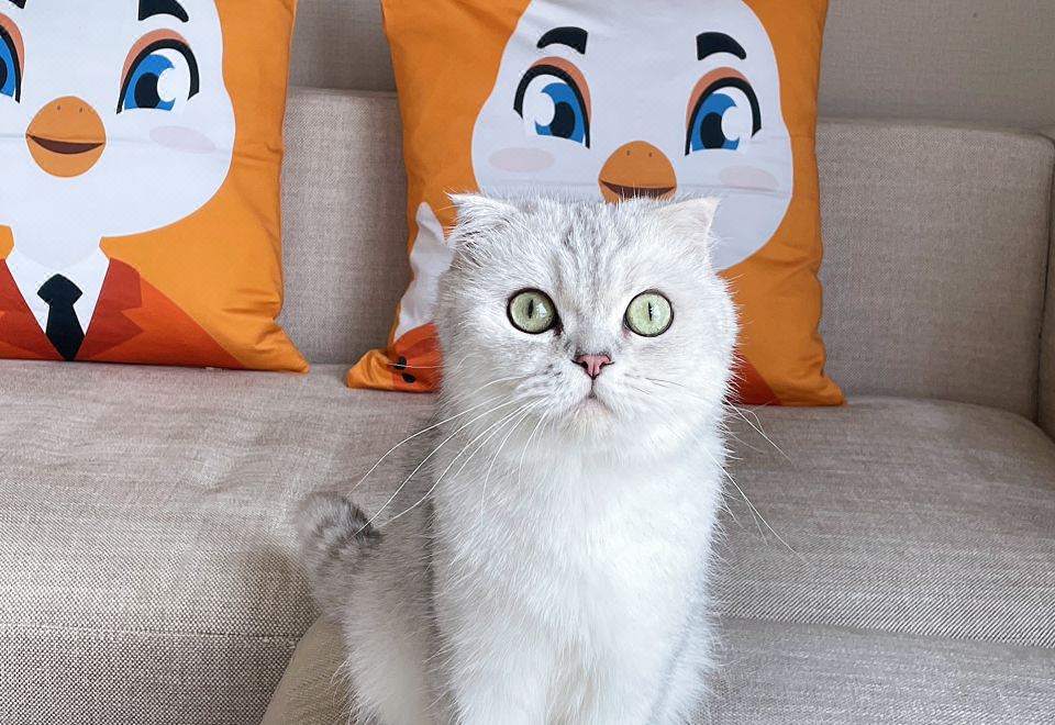 琥珀全江景-寵物房