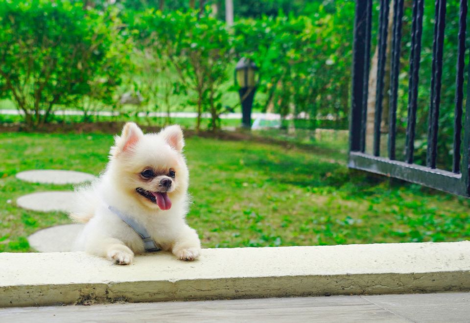 景观庭院双床房-宠物友好