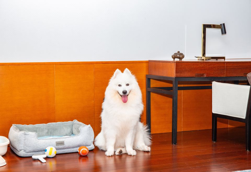 豪華寵物別墅套房