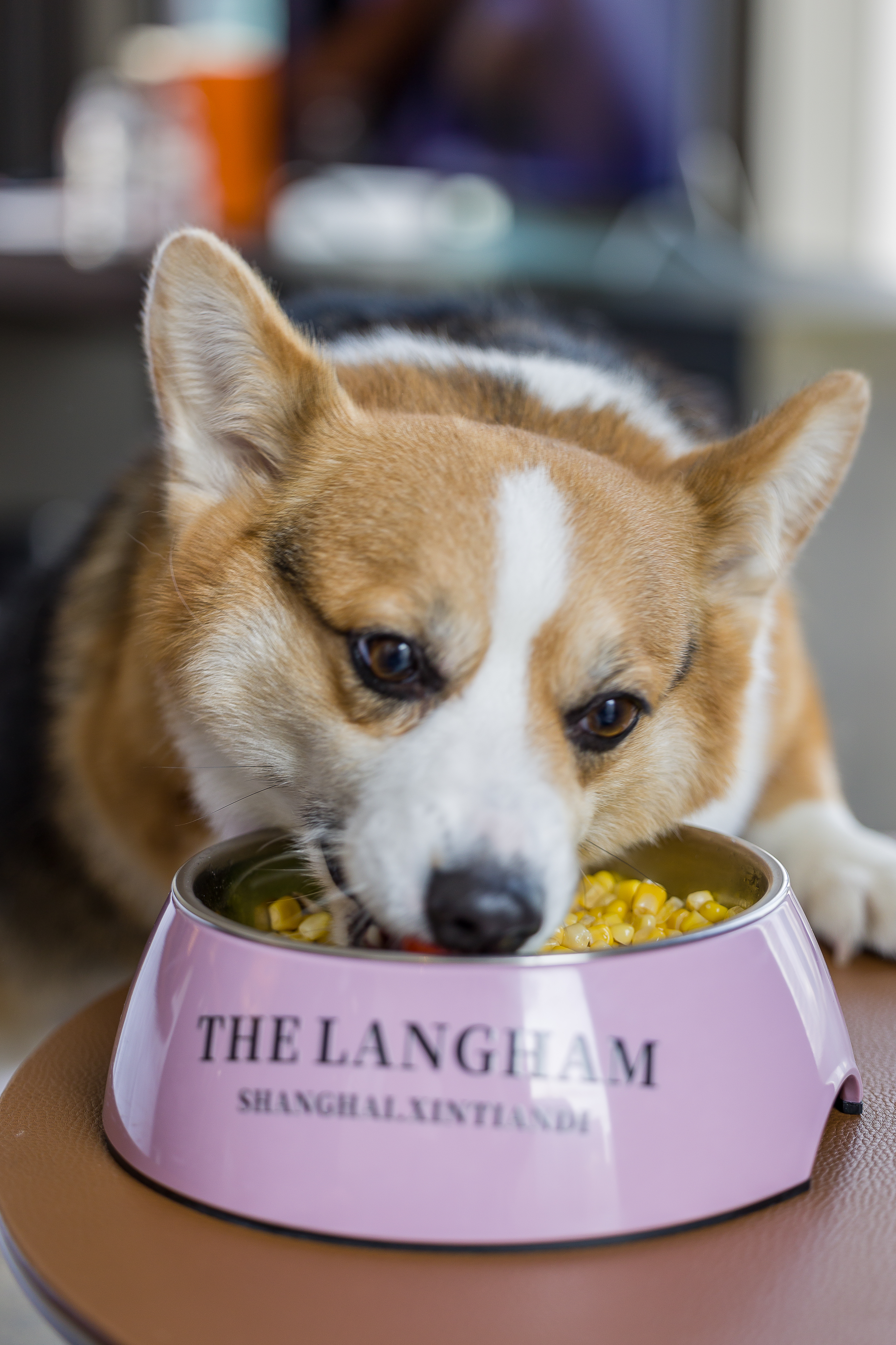 宠物友好行政单卧套房