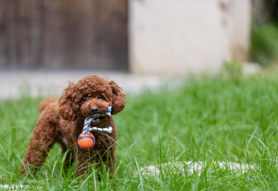 太湖日出·宠物友好-270°高空一线湖景广角套房