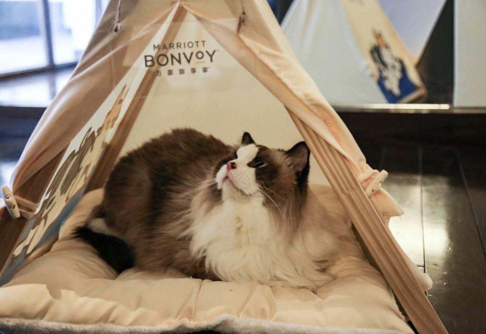 萌宠乐居 | 山景别墅套房