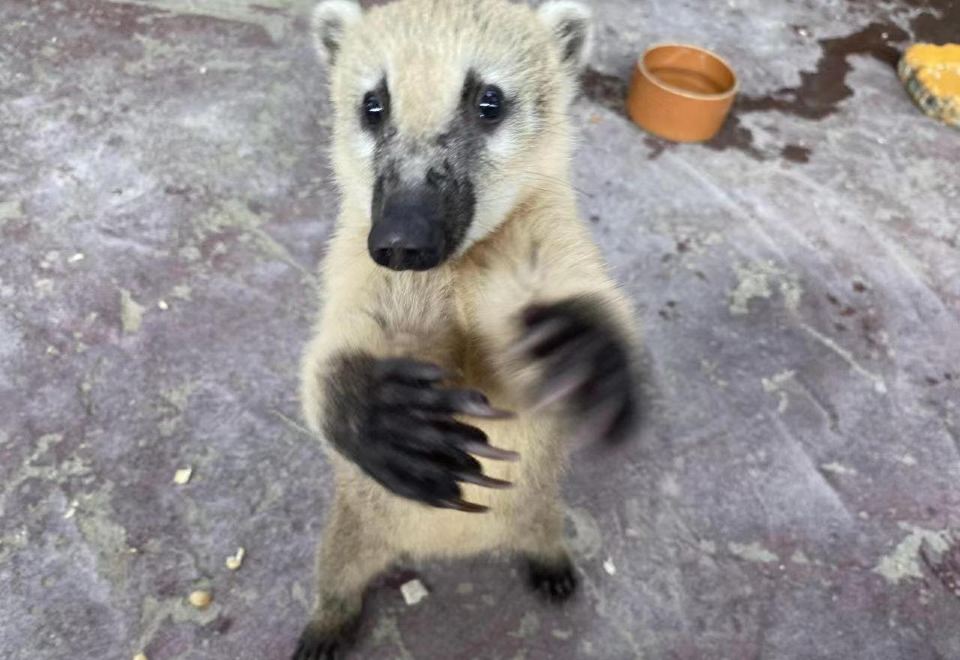 Pagoda Hotel, Baoan,Qianhai, ShenzhenDeluxe 2-bed Room Animal Park Package