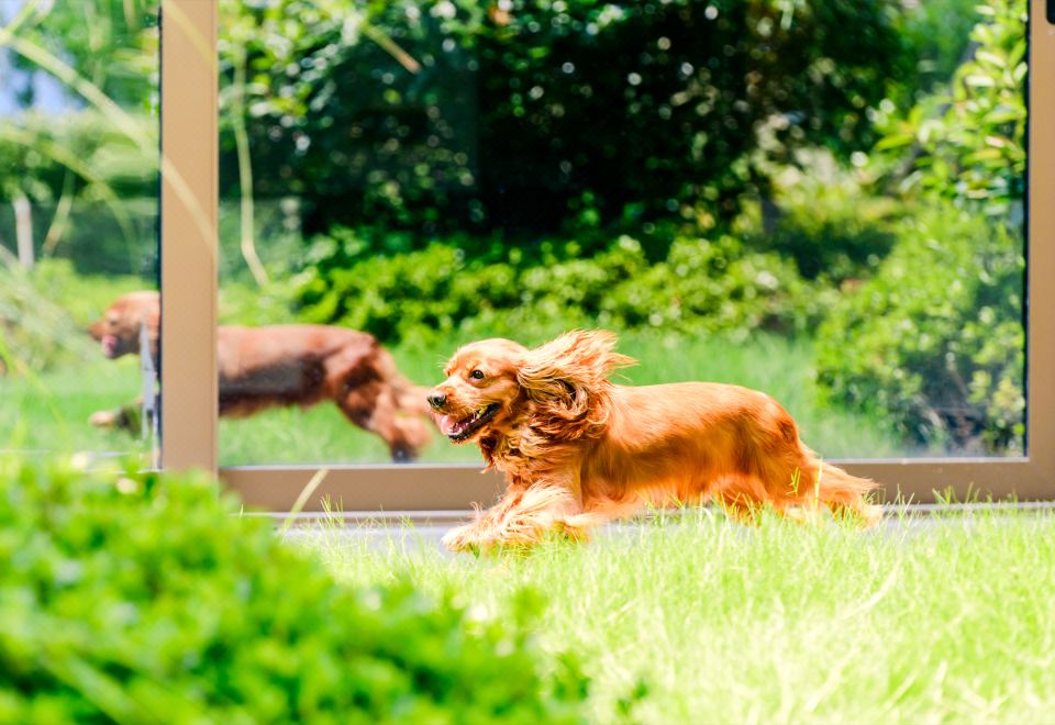 萌汪庭院大床房