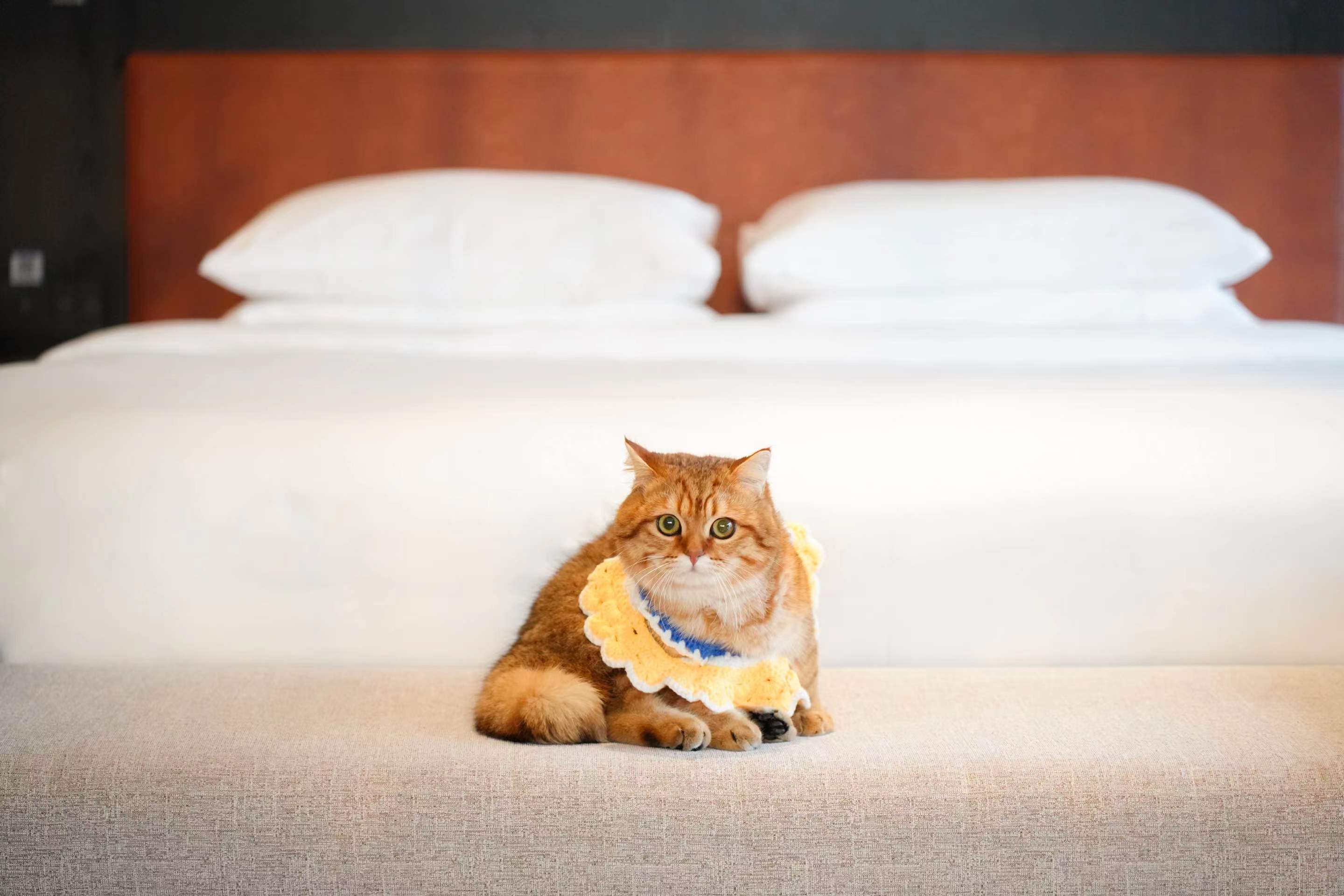 宠物阳台大床房