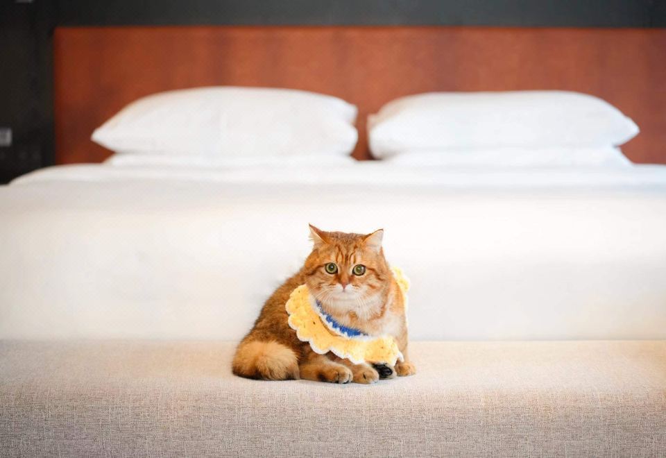 宠物阳台大床房