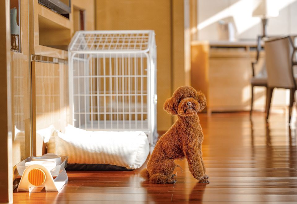 太湖日出·宠物友好-270°高空一线湖景广角套房