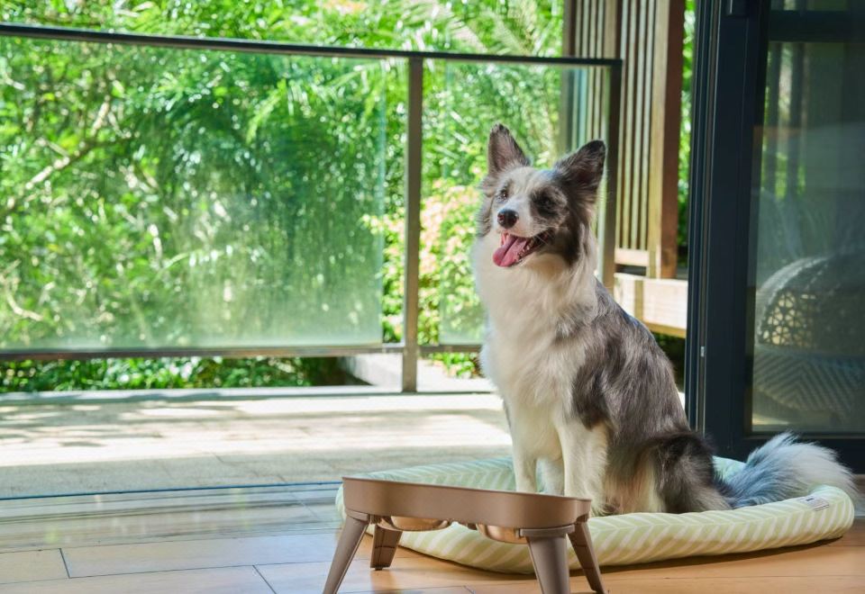 寵物友好花園大床房