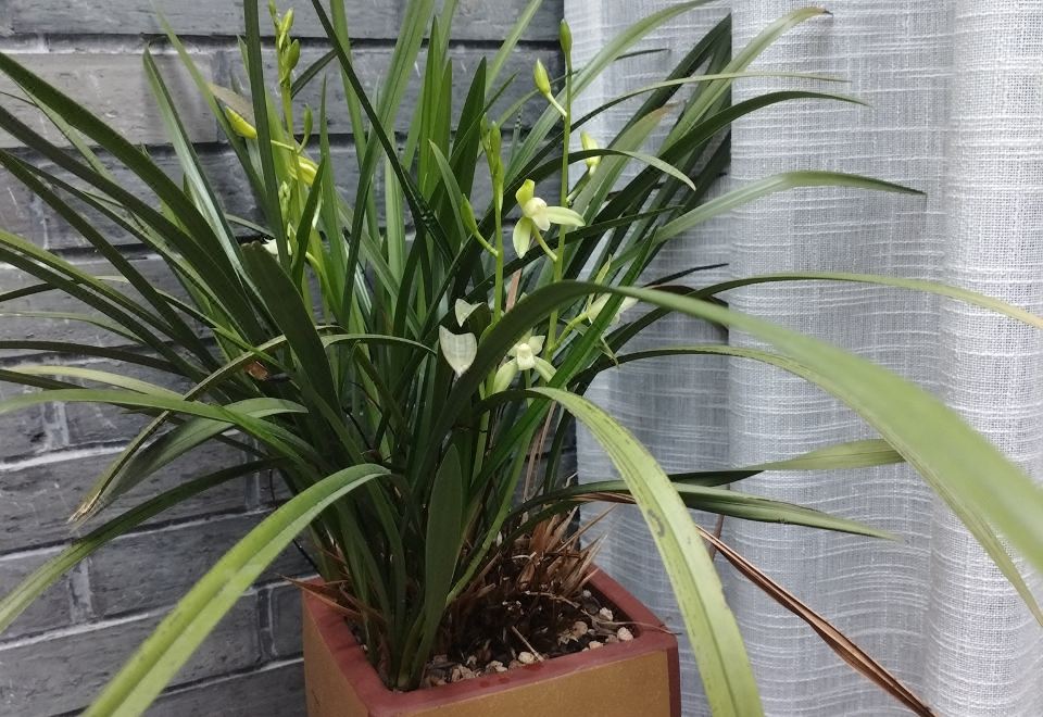 梧桐·古运河风光庭院房·亲宠物房