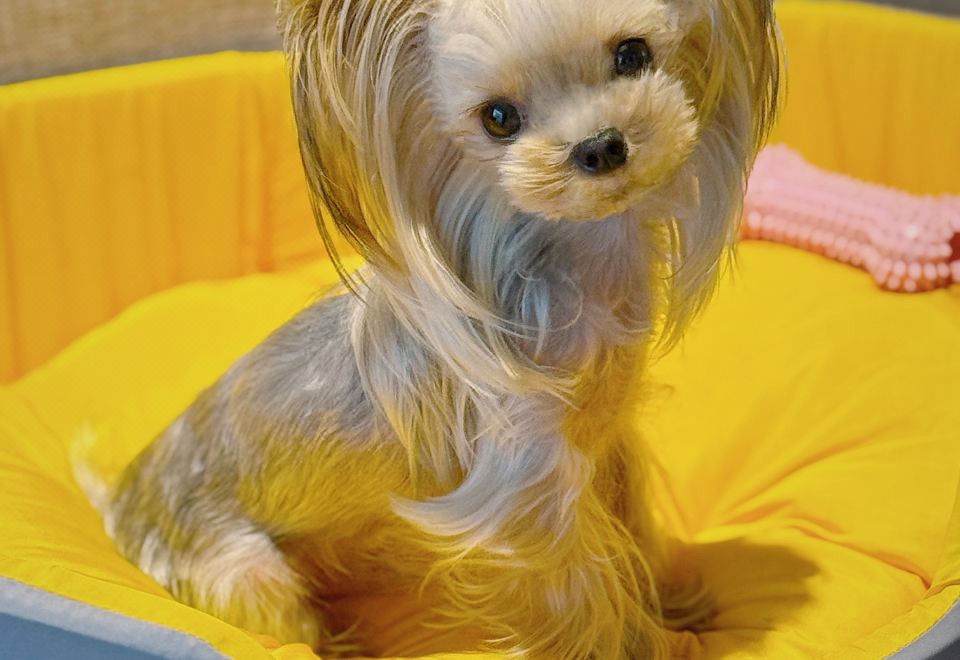 萌宠主题双床房