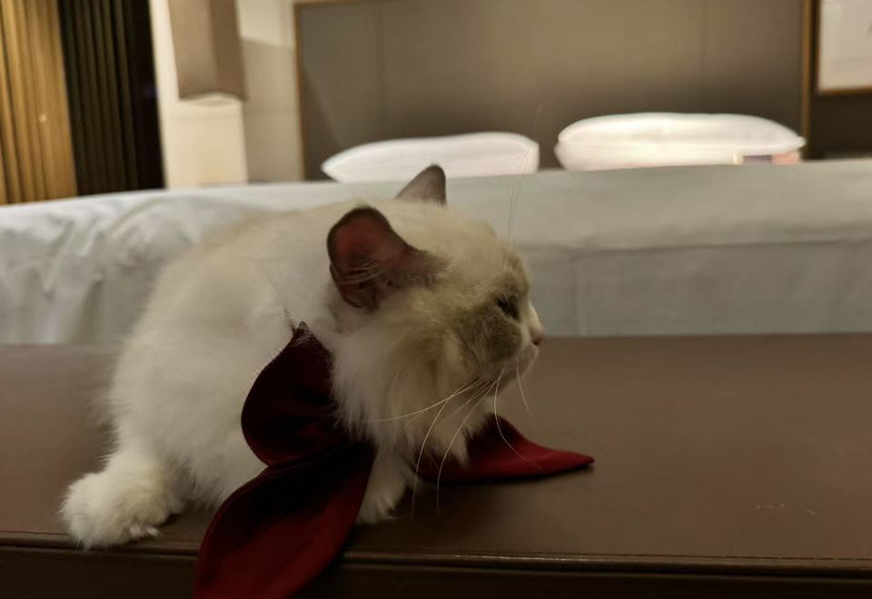 寵物友好花園大床房