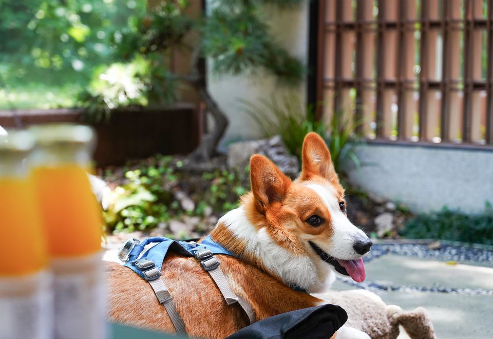露營寵物庭院大床房