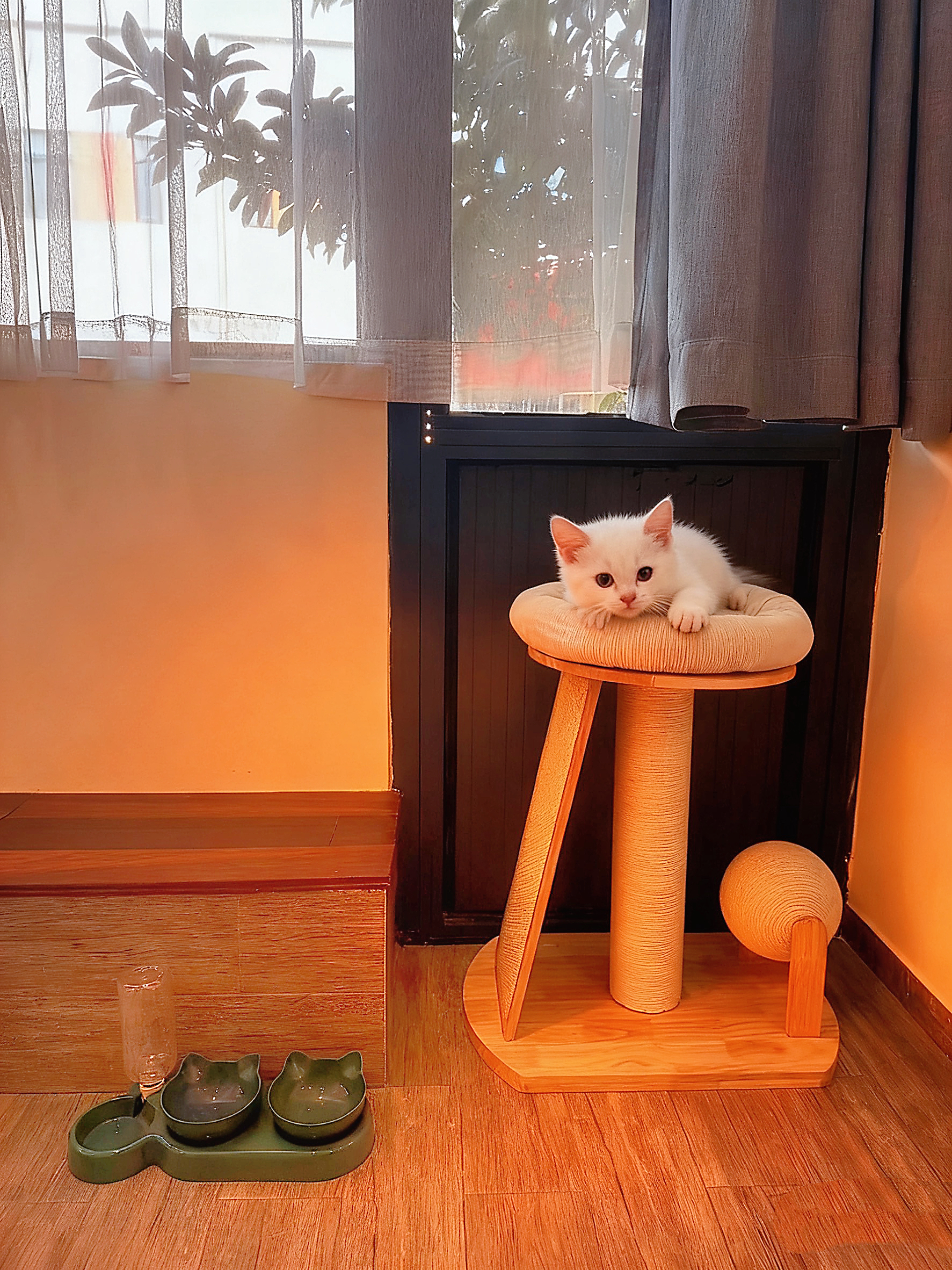 宠物友好双床房（宠物用品）