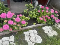 Apple guesthouse Hotel a 