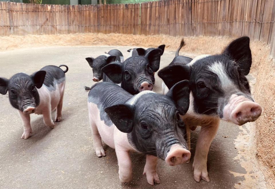 Pagoda Hotel, Baoan,Qianhai, ShenzhenDeluxe 2-bed Room Animal Park Package