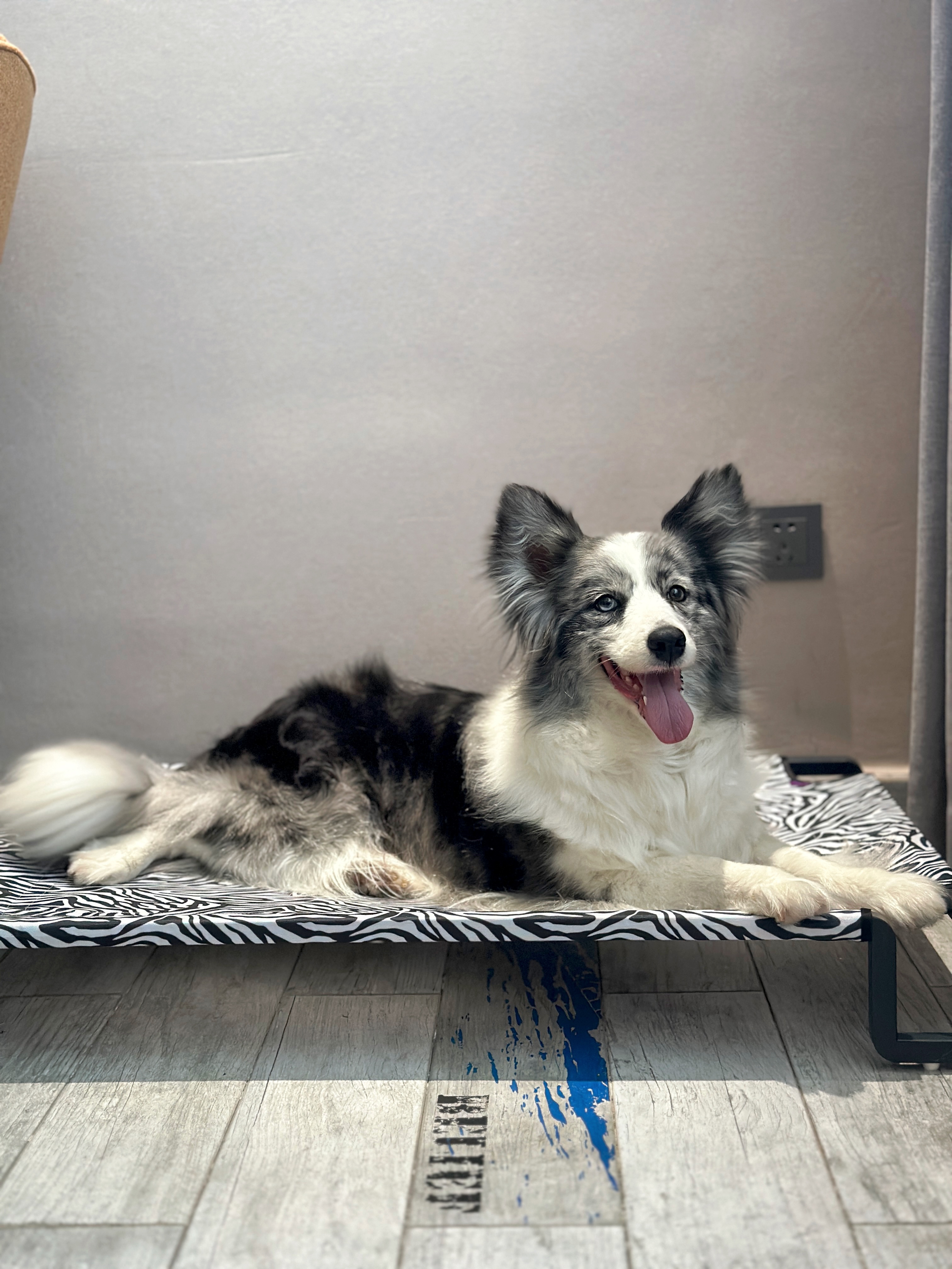 宠物友好大床房