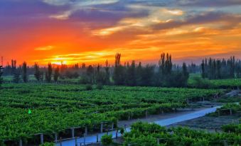 Yuanmengyuan Grape Manor