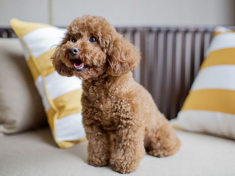 嘉賓軒寵物雙床房