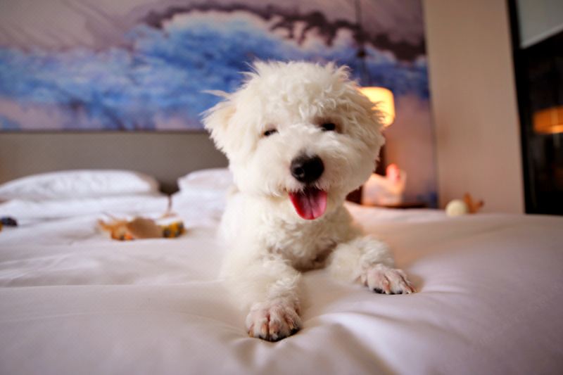 HOWARD JOHNSON DOWNTOWN HOTEL CHONGQINGPet-Friendly Double Bed Room