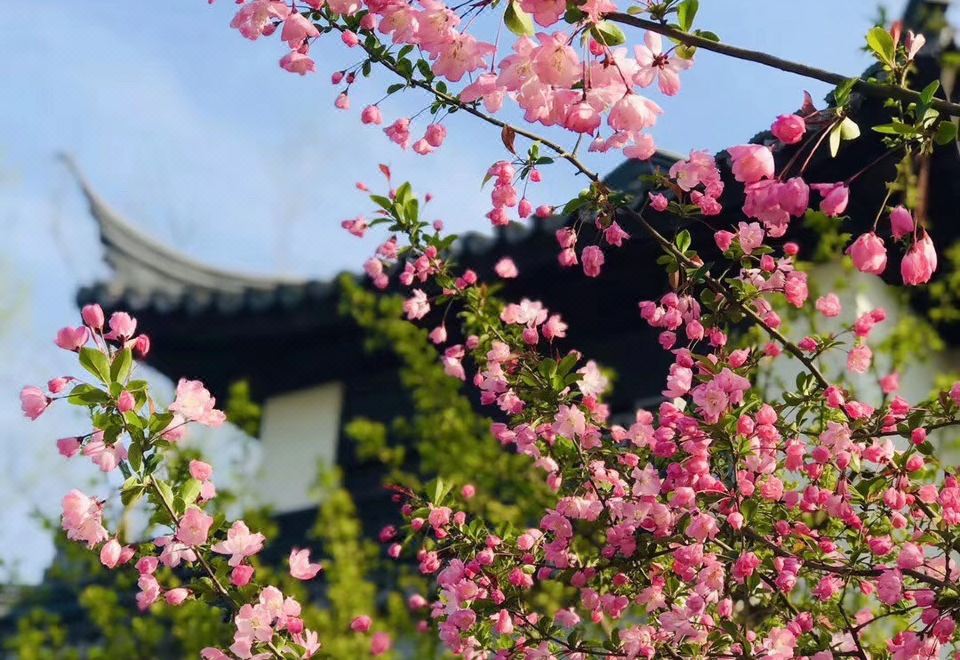 园景五居庭院房