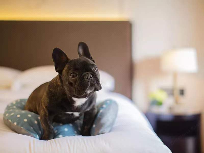 凱悅寵物雙床房