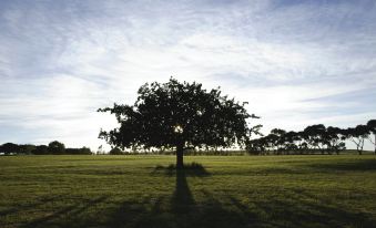 a large tree stands alone in a grassy field with a blue sky and white clouds in the background at Aitken Hill
