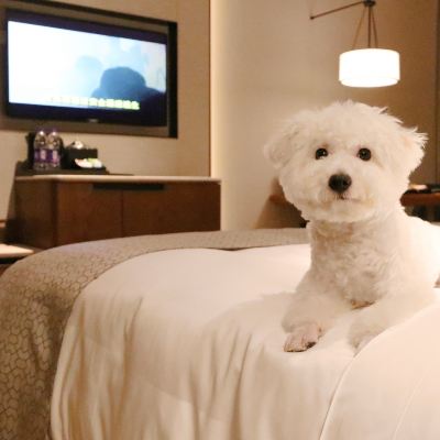 萌寵大床房 重慶渝融豪生酒店優惠