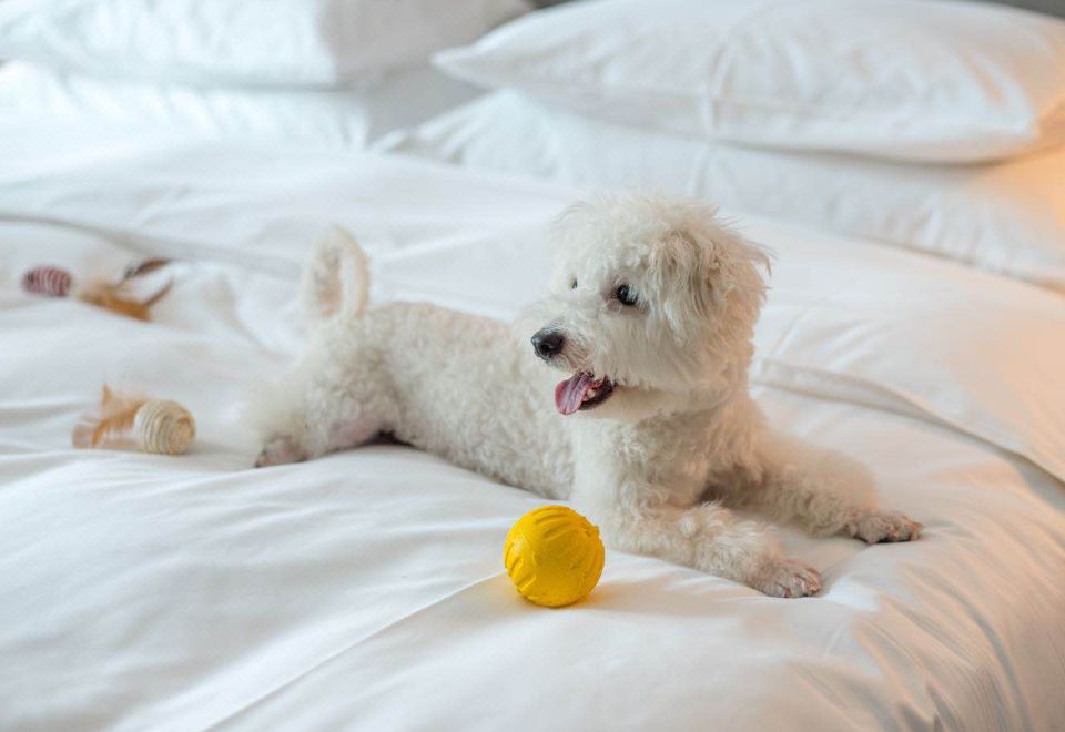 HOWARD JOHNSON DOWNTOWN HOTEL CHONGQINGPet-Friendly Double Bed Room