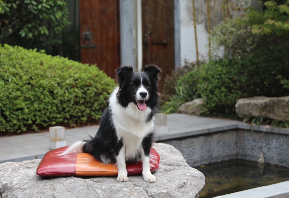 瑤月愛寵泳池別墅