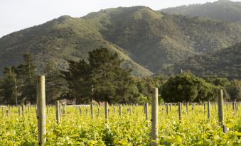 a lush green field of grapevines with mountains in the background , creating a picturesque scene at Bernardus Lodge & Spa