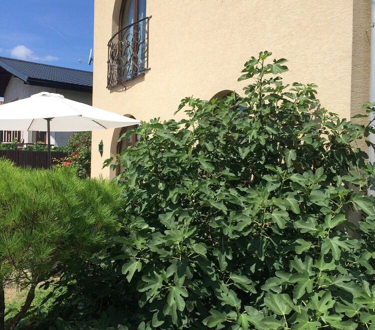 a white umbrella is set up in front of a building with greenery and flowers at Ferienhaus