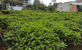 a lush green tea plantation with rows of tea bushes and a small house in the background at Sen Villa Boutique