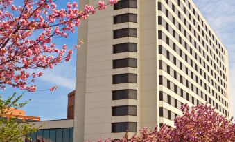 a tall building with a black and white stripe is surrounded by pink cherry blossom trees at Tysons Corner Marriott